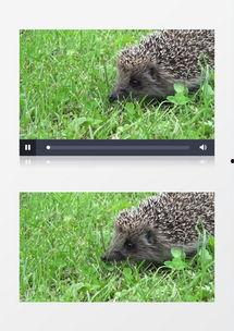 动物吃凉瓜视频在线观看,动物们的清凉盛宴