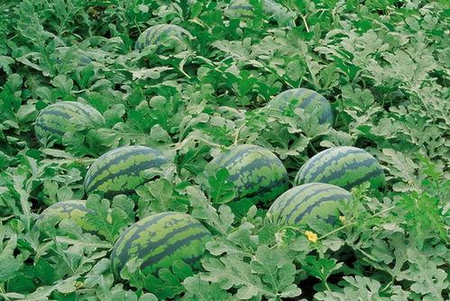 校园集市吃瓜视频大全,笑料百出视频大全