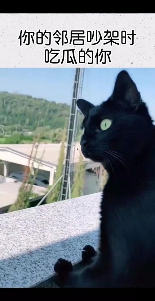 邻居吵架吃瓜视频播放,吃瓜群众围观吵架视频