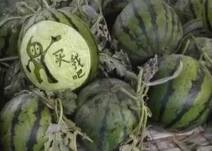 瓜哥吃瓜野生厨房视频,揭秘幕后趣事与美食之旅