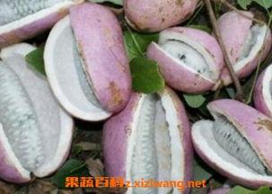 姐姐吃八月瓜好吗视频在线观看,姐姐亲试，美味与营养并存！