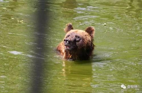 动物看戏吃瓜视频大全,看戏吃瓜视频大全趣味盘点