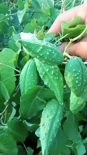 吃老瓜瓢视频,传统美味，现代演绎