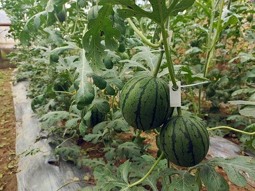 梅姐第一次吃吊瓜视频,解锁夏日清新美味新体验