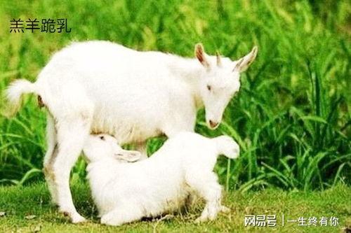 谁有小羊没烦恼吃瓜视频,揭秘娱乐圈幕后故事