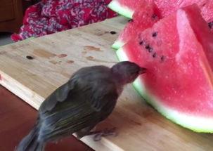 奇葩鸟吃瓜视频,揭秘鸟类世界里的“八卦风云”