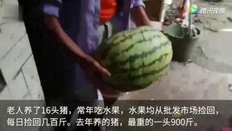 吃瓜有视频的那种叫什么,揭秘娱乐圈幕后真相