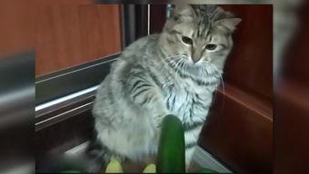 北方小猫吃瓜视频,萌态百出引网友热议