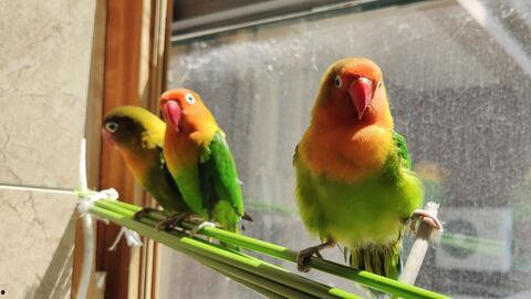 吃哈密瓜的鹦鹉视频,趣味吃瓜瞬间